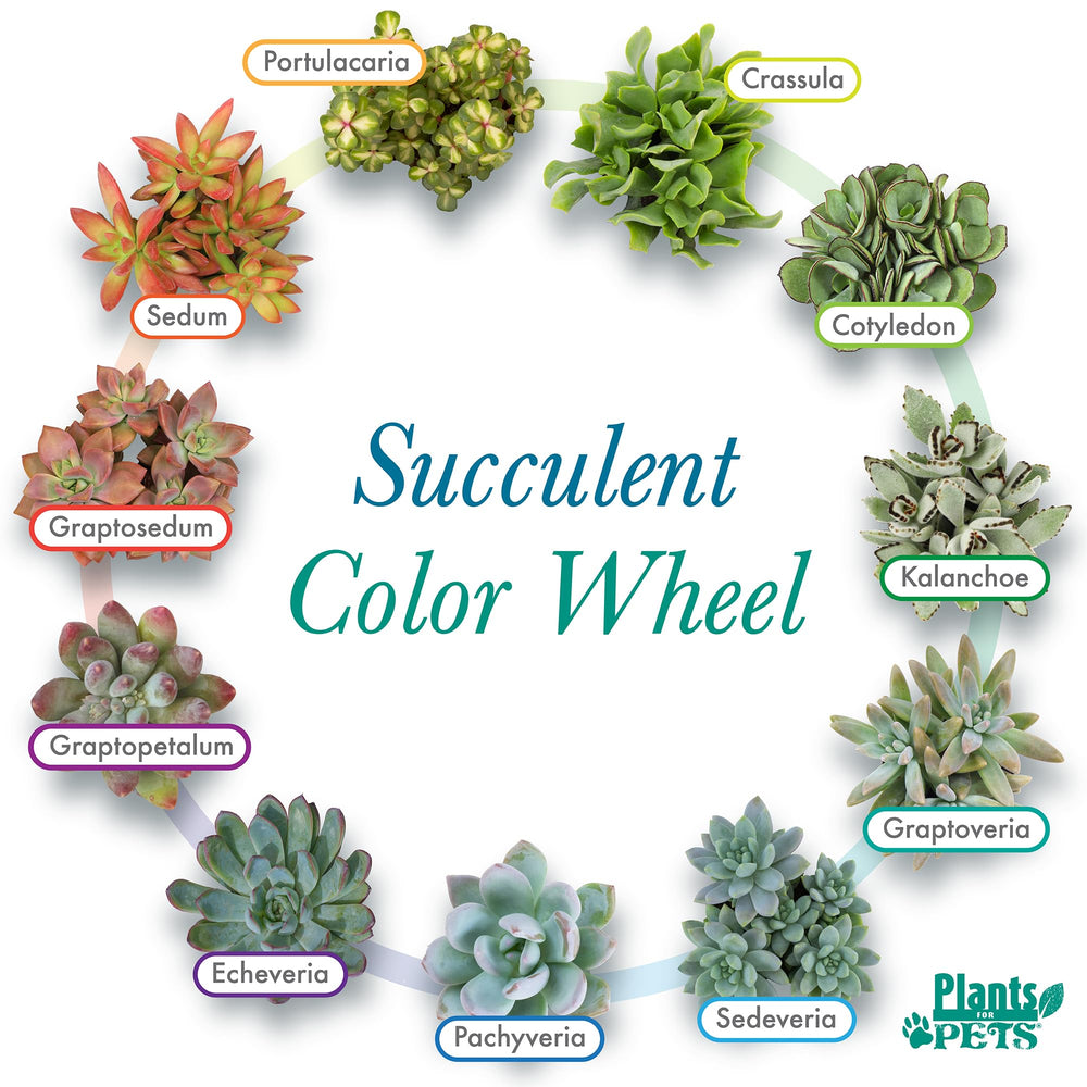 Handpicked succulents packaged for delivery