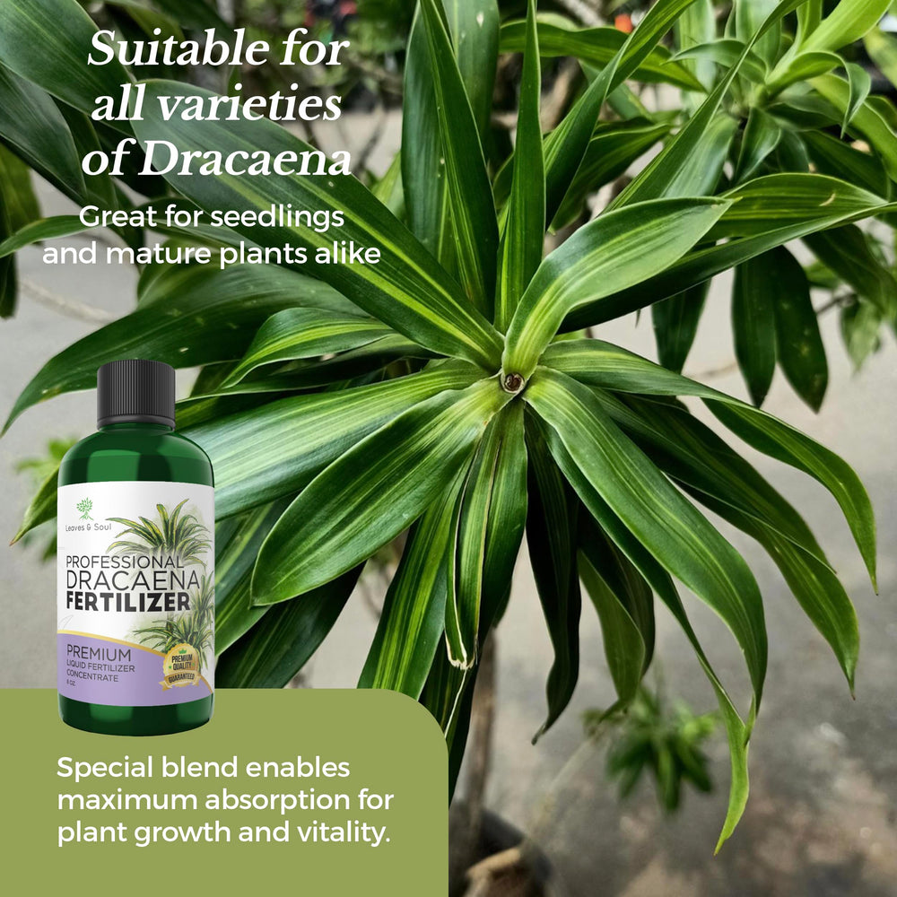 Hands holding Leaves and Soul Dracaena Plant Fertilizer Liquid bottle