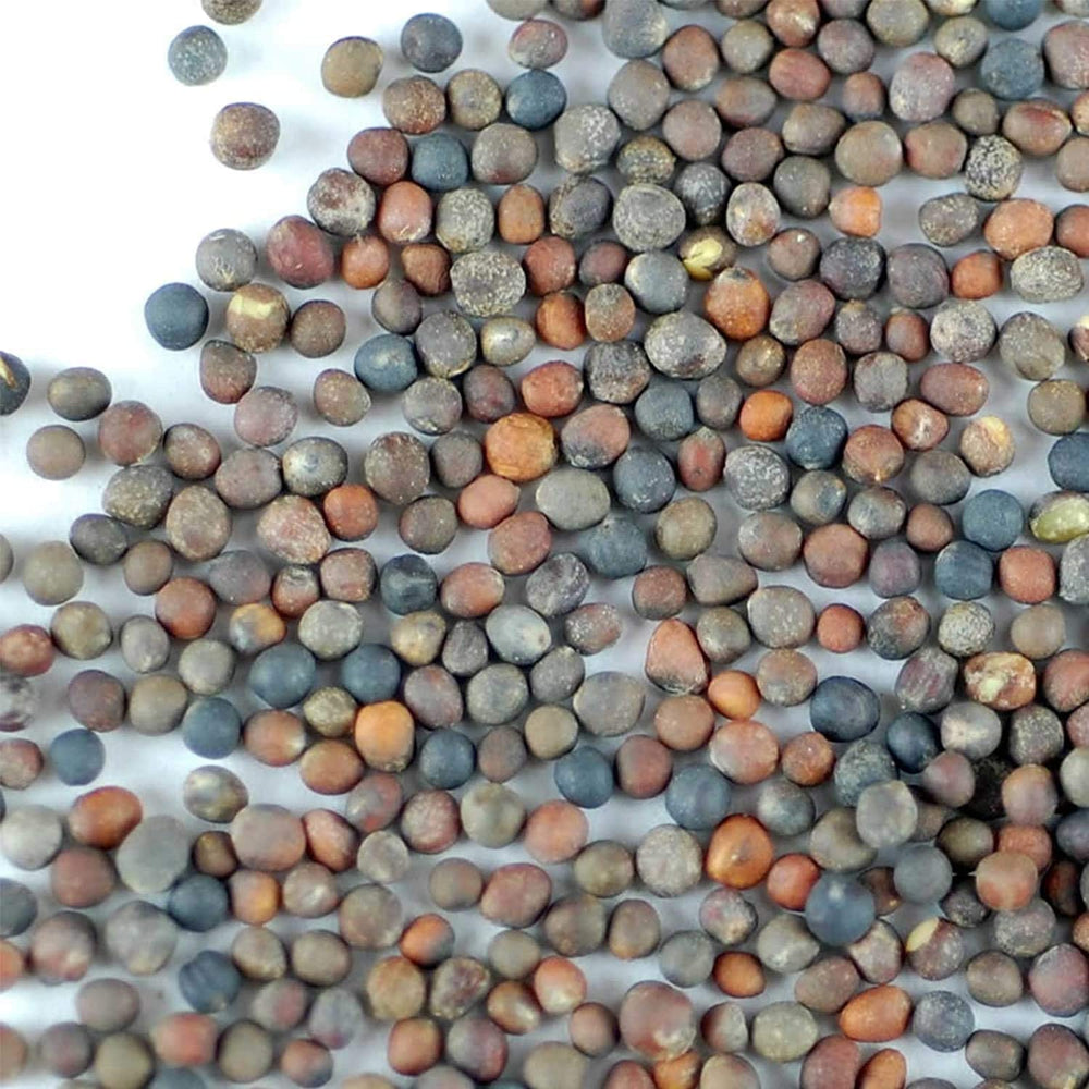 Handy Pantry Organic Broccoli Sprouts Seed 1 lb back view