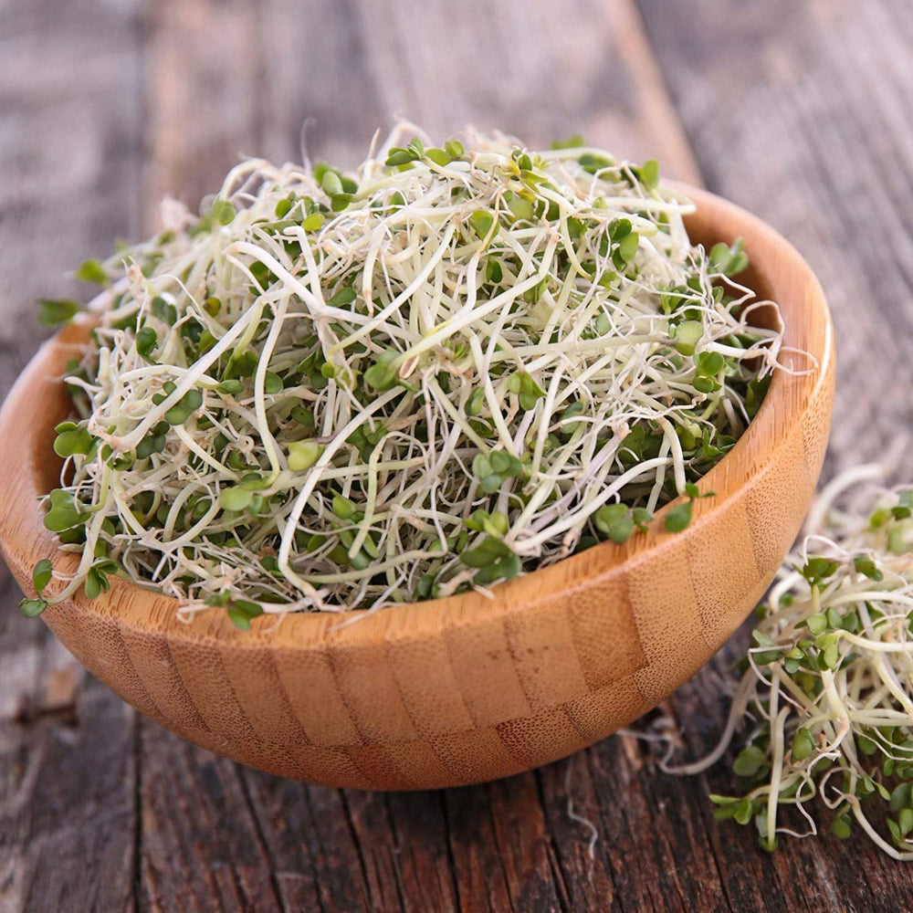 Handy Pantry Organic Broccoli Sprouts Seed in a sprouting jar