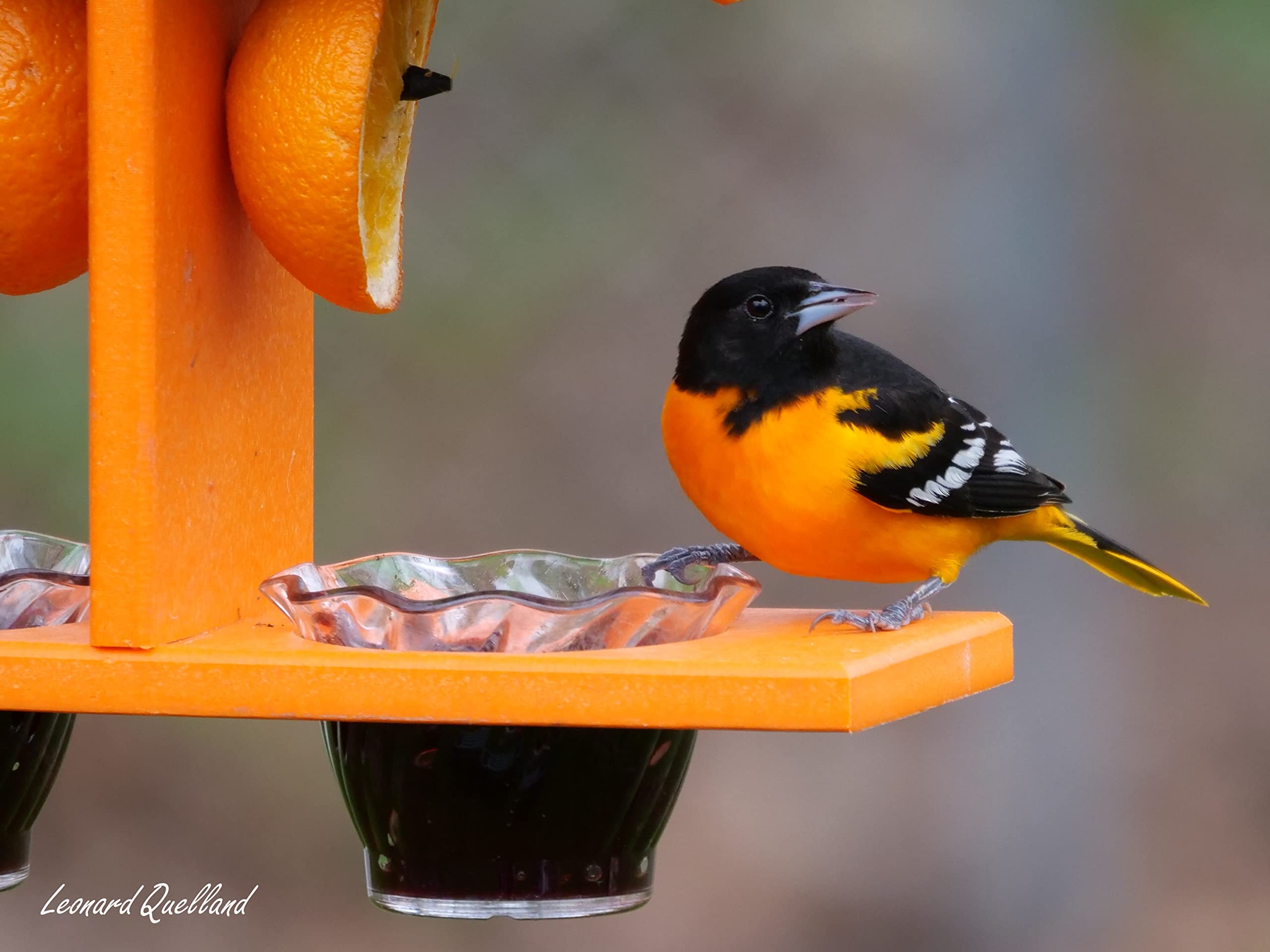Hanging AmishToyBox Oriole Bird Feeder in outdoor garden setting