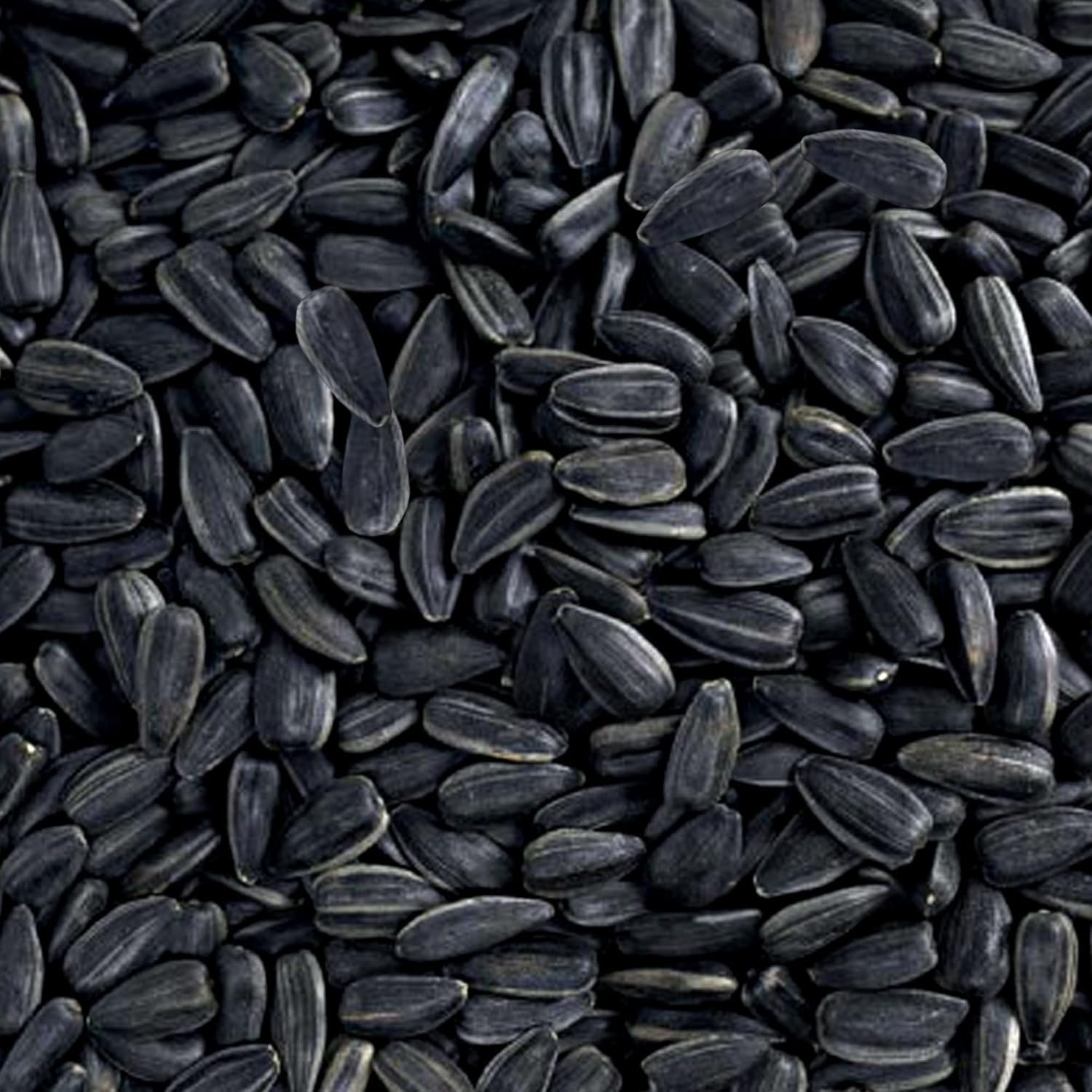Happy Wings Black Oil Sunflower Seeds outdoor scene with birds