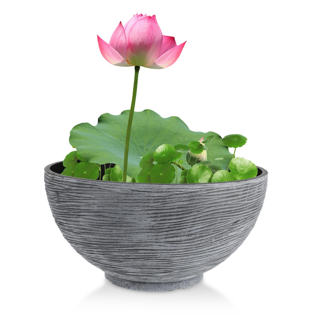 Happyyami Hydroponic Lotus Flower Pot in gray, front view