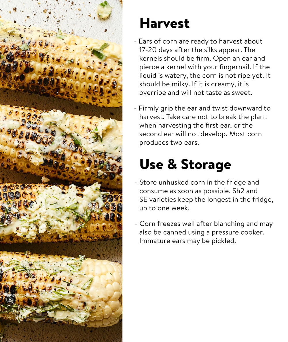 Harvest of 8-inch Burpee Sweetness corn ears from the garden