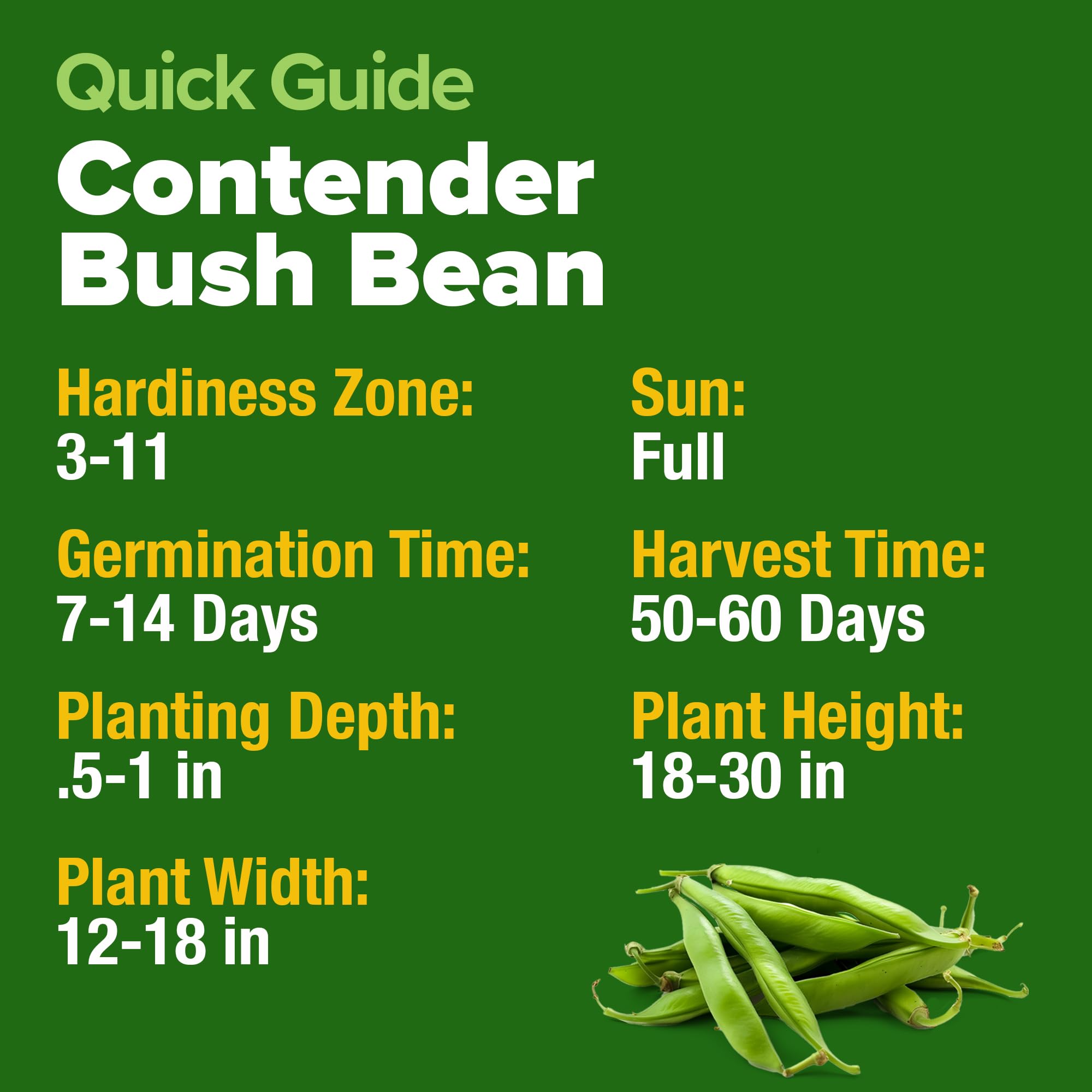 Harvest of HOME GROWN Contender Bush Beans