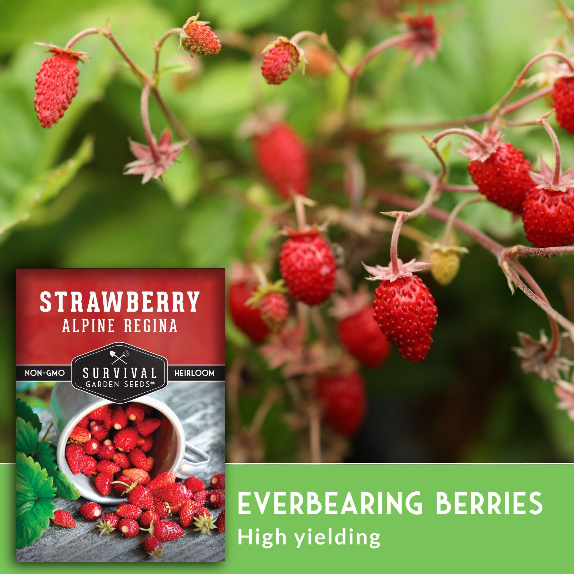 Harvested Alpine Regina strawberries in a bowl