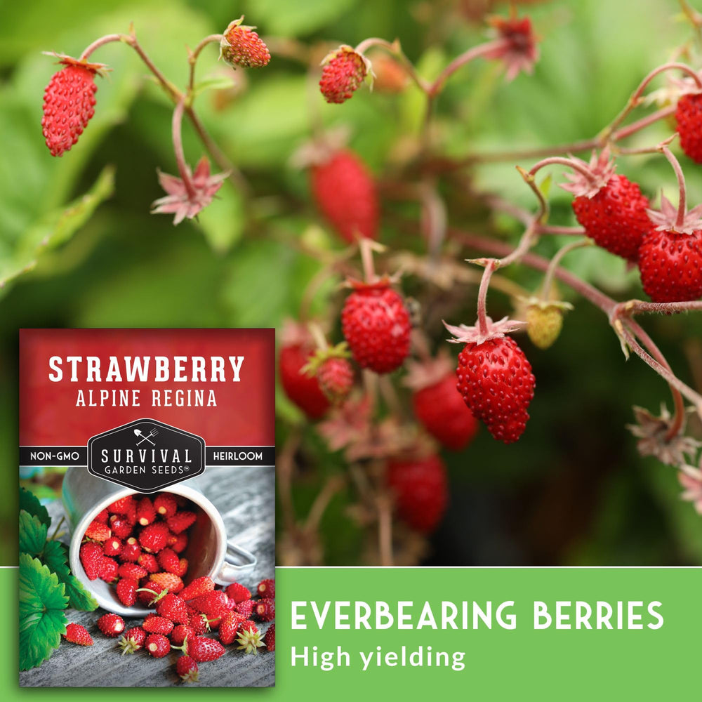 Harvested Alpine Regina strawberries in a bowl