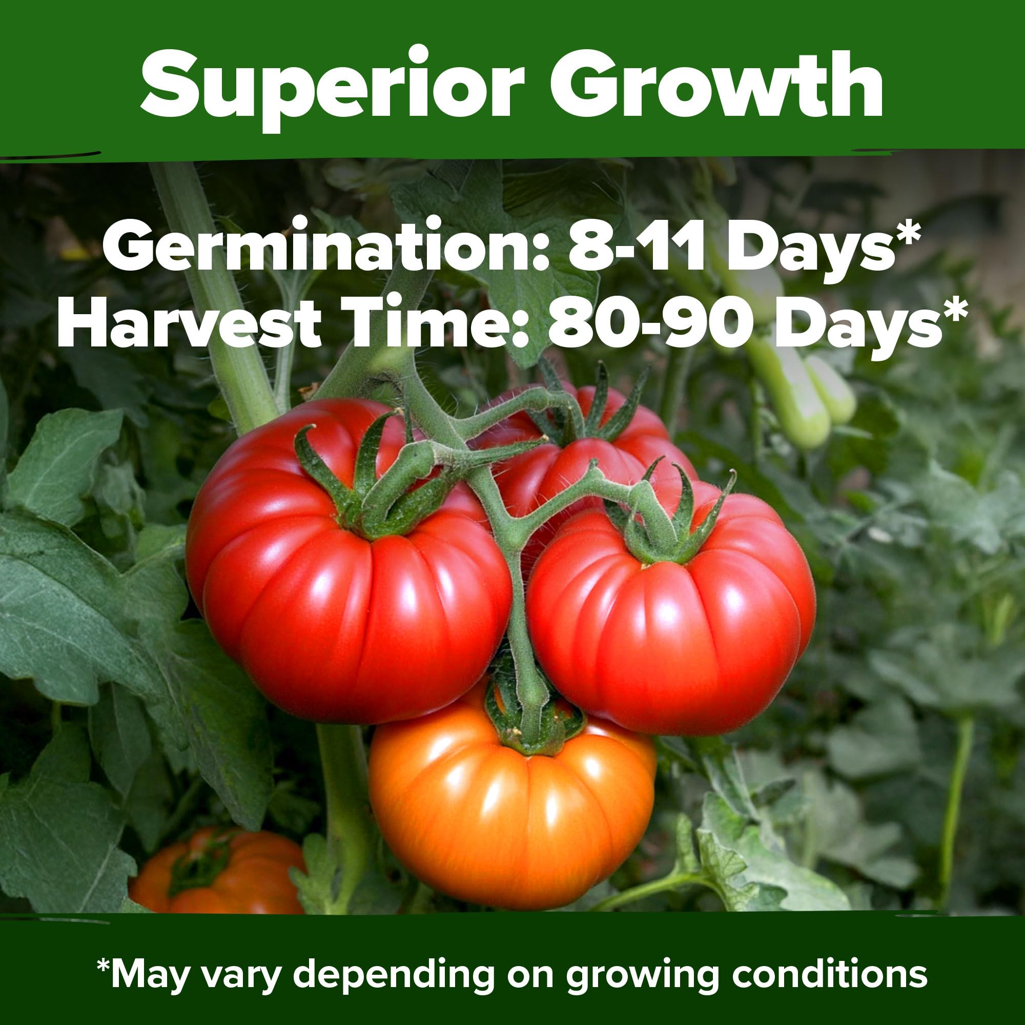 Harvested beefsteak tomatoes in a basket