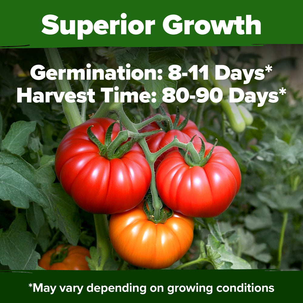 Harvested beefsteak tomatoes in a basket