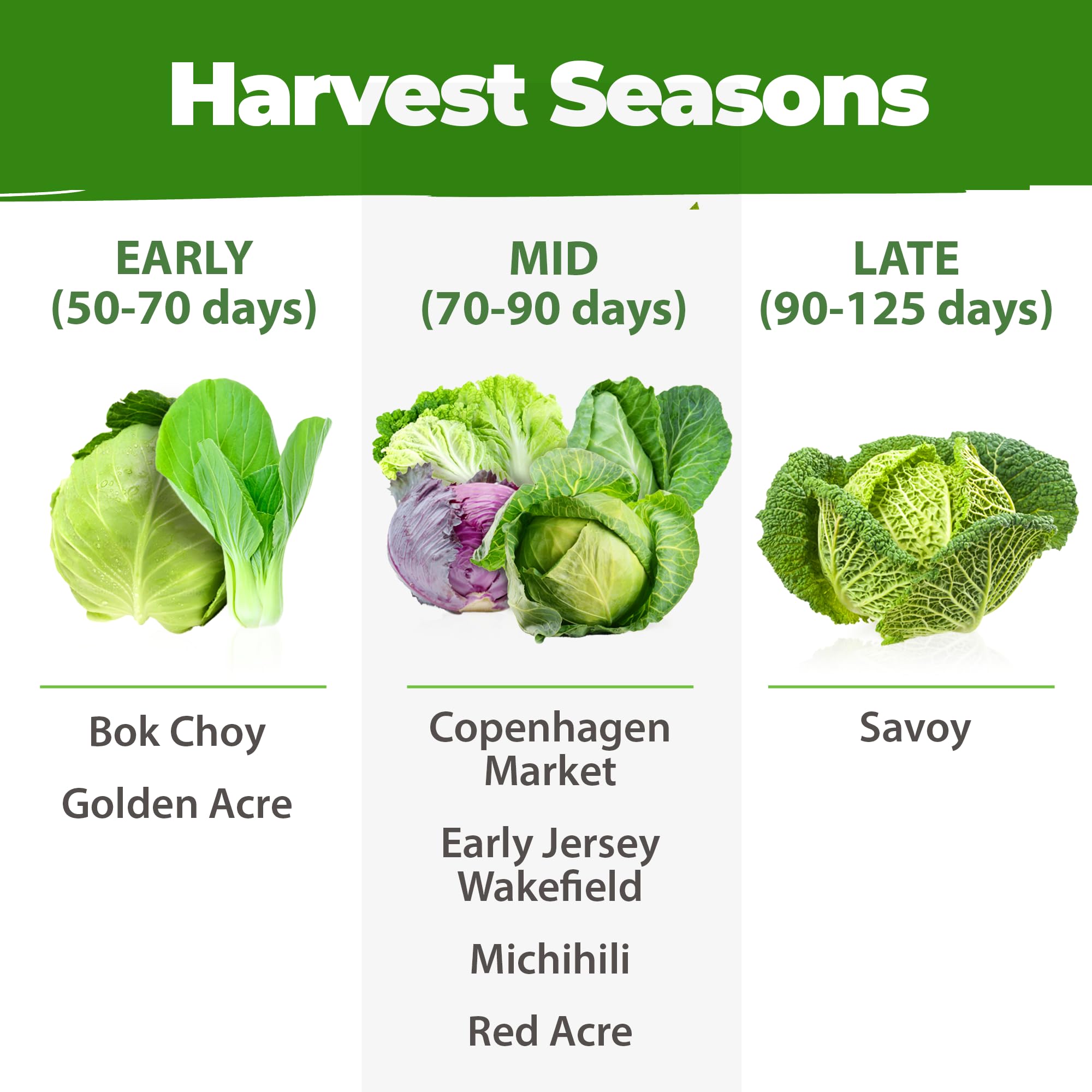 Harvested cabbages from HOME GROWN seeds in a basket