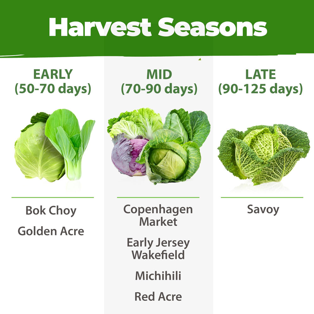 Harvested cabbages from HOME GROWN seeds in a basket