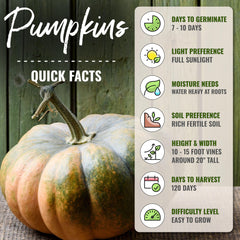 Harvested Fairytale Pumpkins displayed in a garden