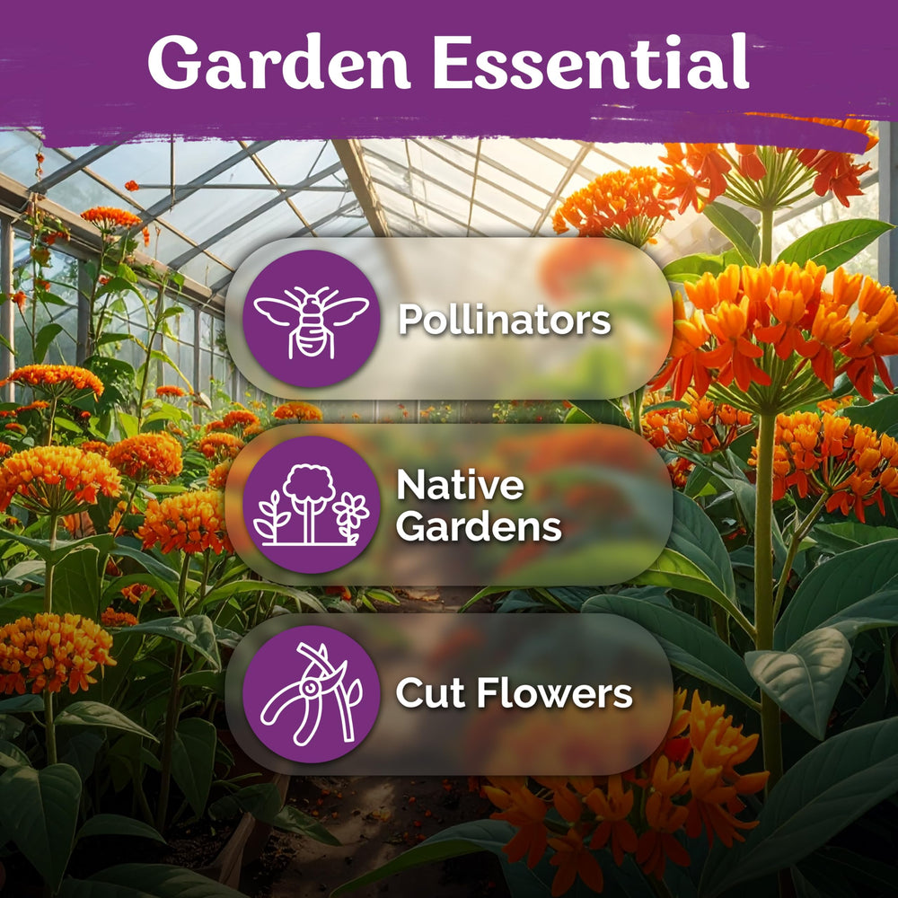 Harvested KVITER Orange Butterfly Milkweed seed pods