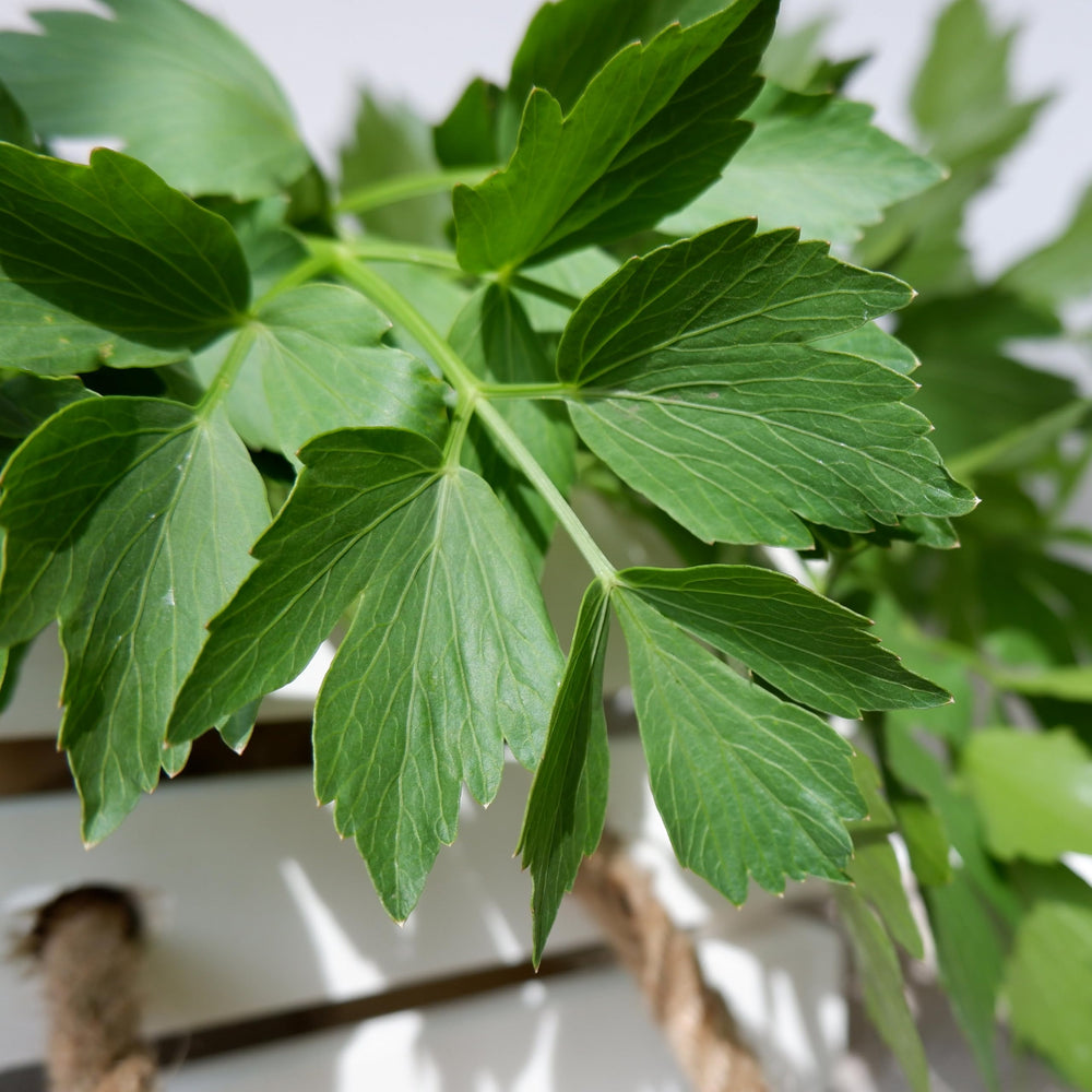 Harvested Lovage plants ready for use in cooking