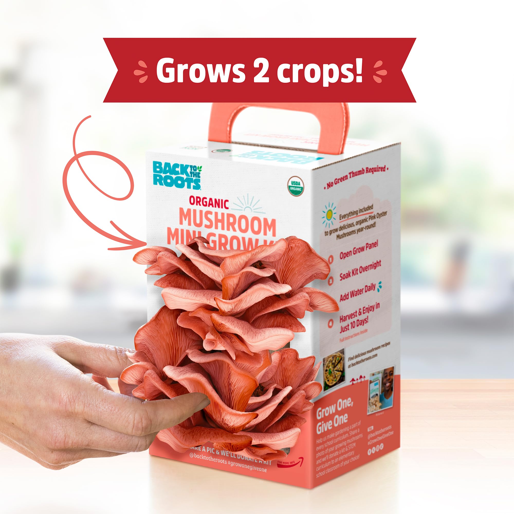 Harvested mushrooms from Back to the Roots kit in a bowl