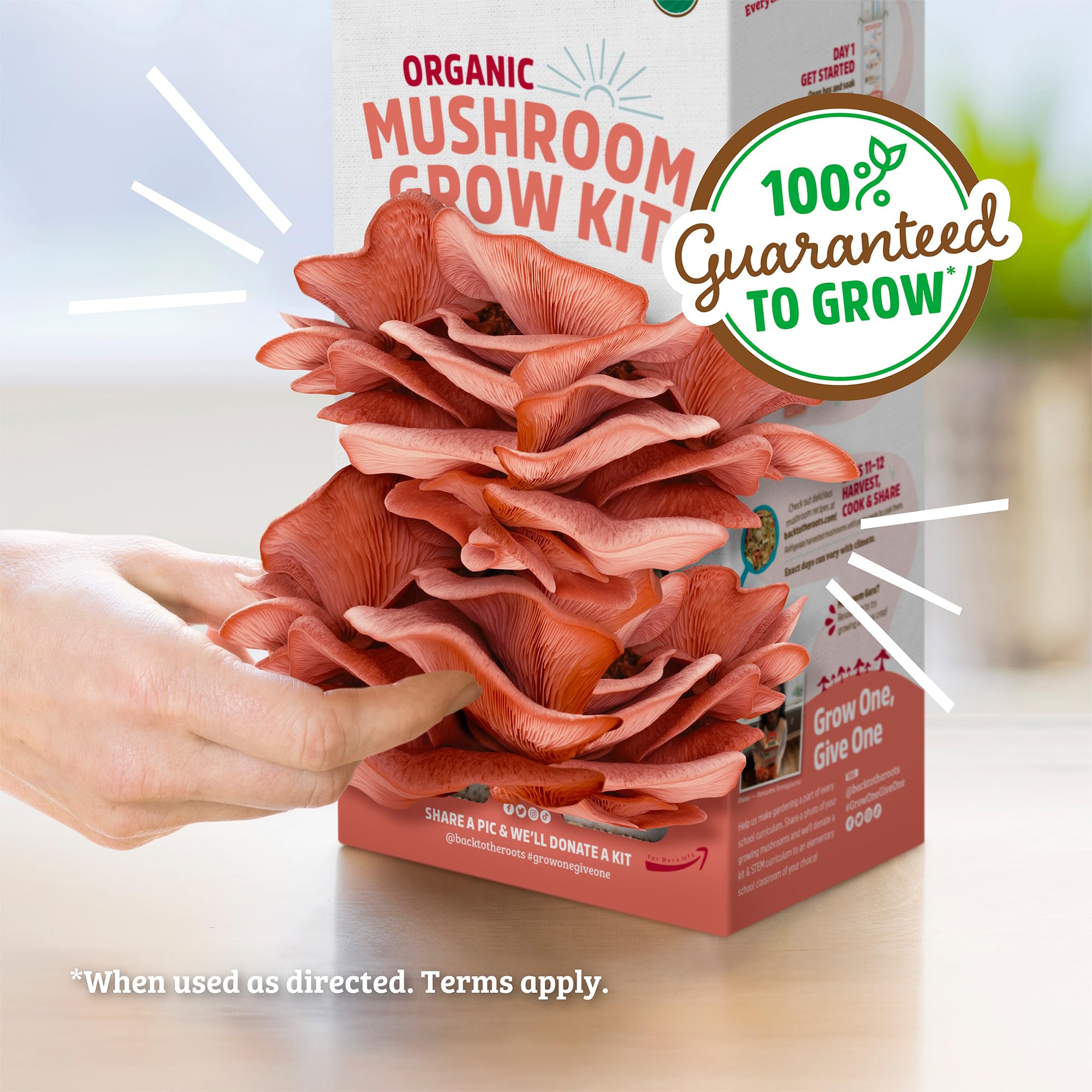 Harvested mushrooms from the Back to the Roots kit on a wooden table