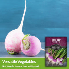 Harvested Purple Top Turnips on a kitchen counter