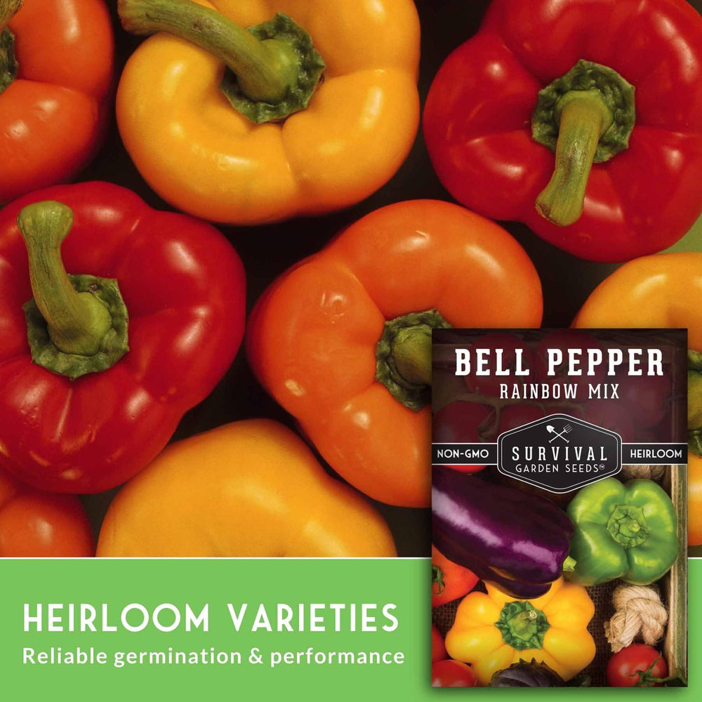 Harvested rainbow bell peppers in a basket