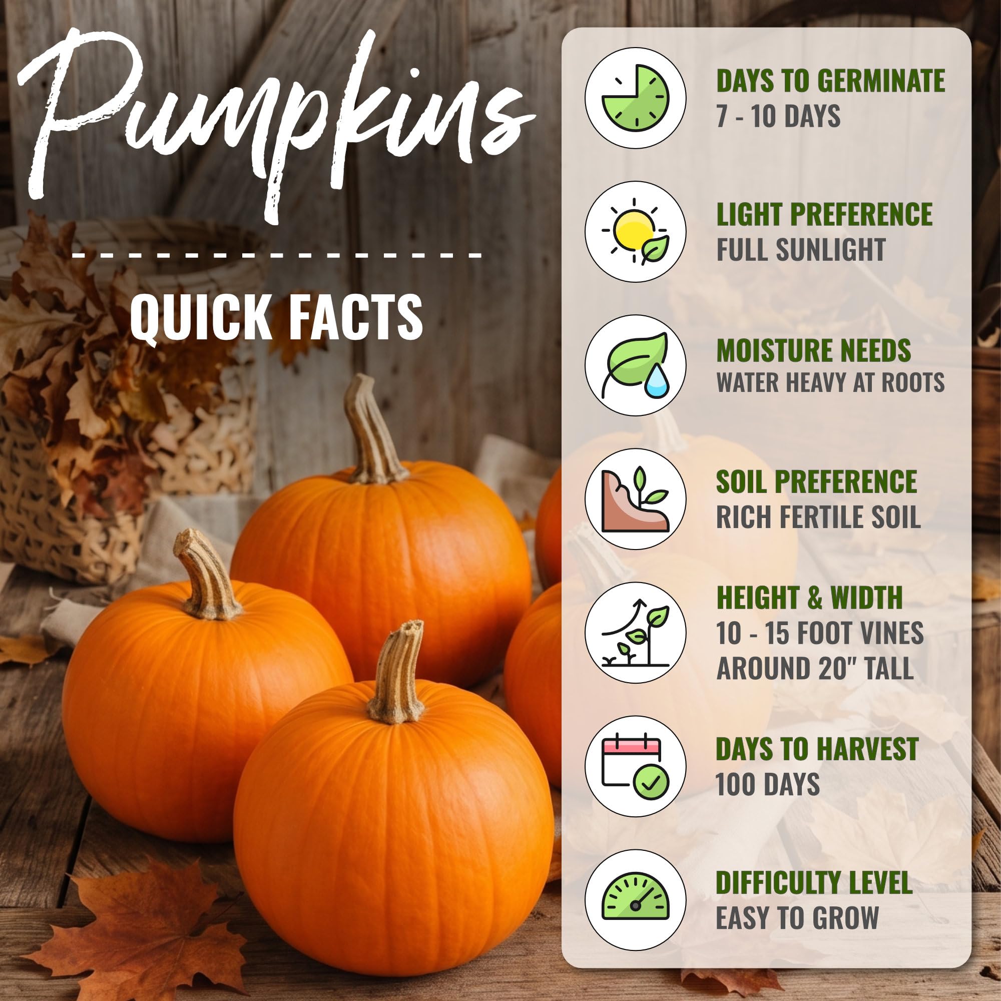 Harvested Small Sugar pumpkins on a kitchen counter