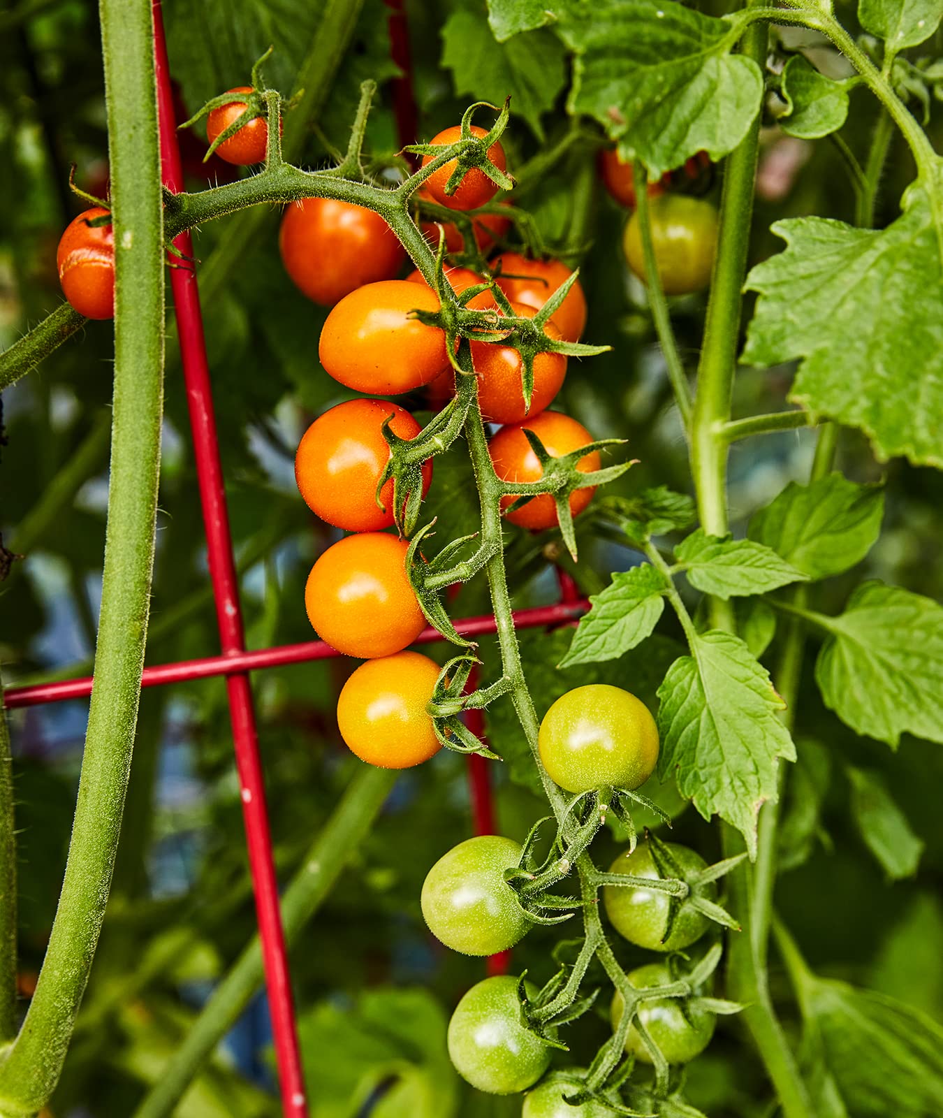 Harvested 'Sun Gold' cherry tomatoes in a bowl