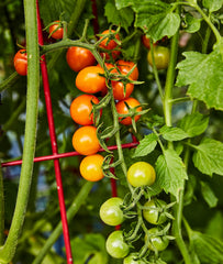 Harvested 'Sun Gold' cherry tomatoes in a bowl