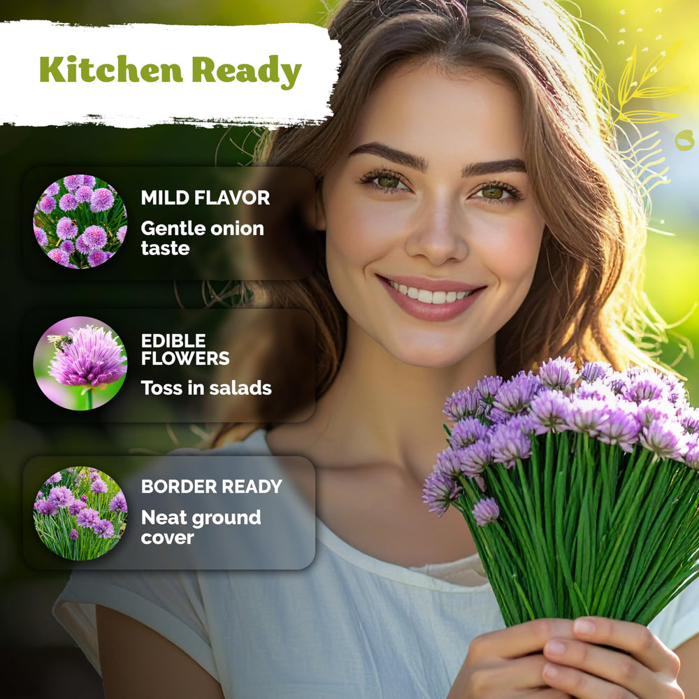 Harvesting chives with fuchsia flowers in bloom