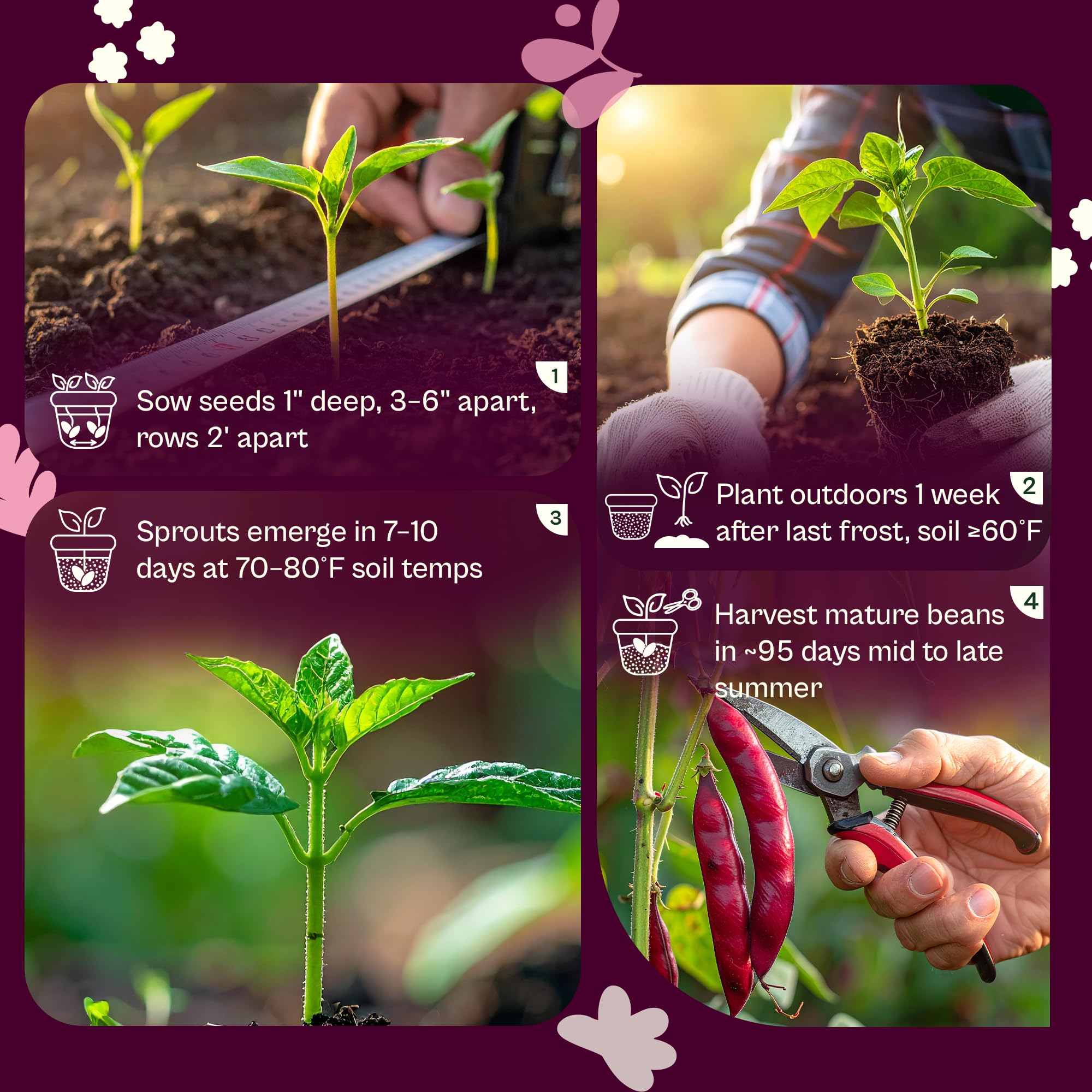 Harvesting SVI Dark Red Kidney Beans