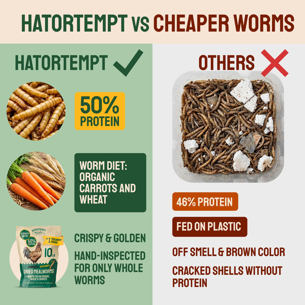 Hatortempt mealworms in a bird feeder attracting bluebirds