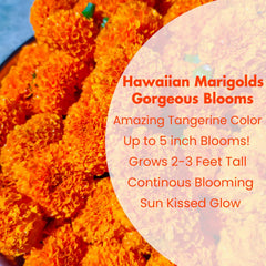 Hawaii marigold plants in full bloom, showcasing vibrant colours