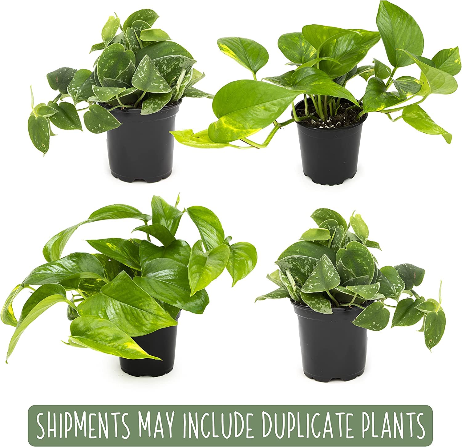 Hawaiian pothos plant with lush trailing vines