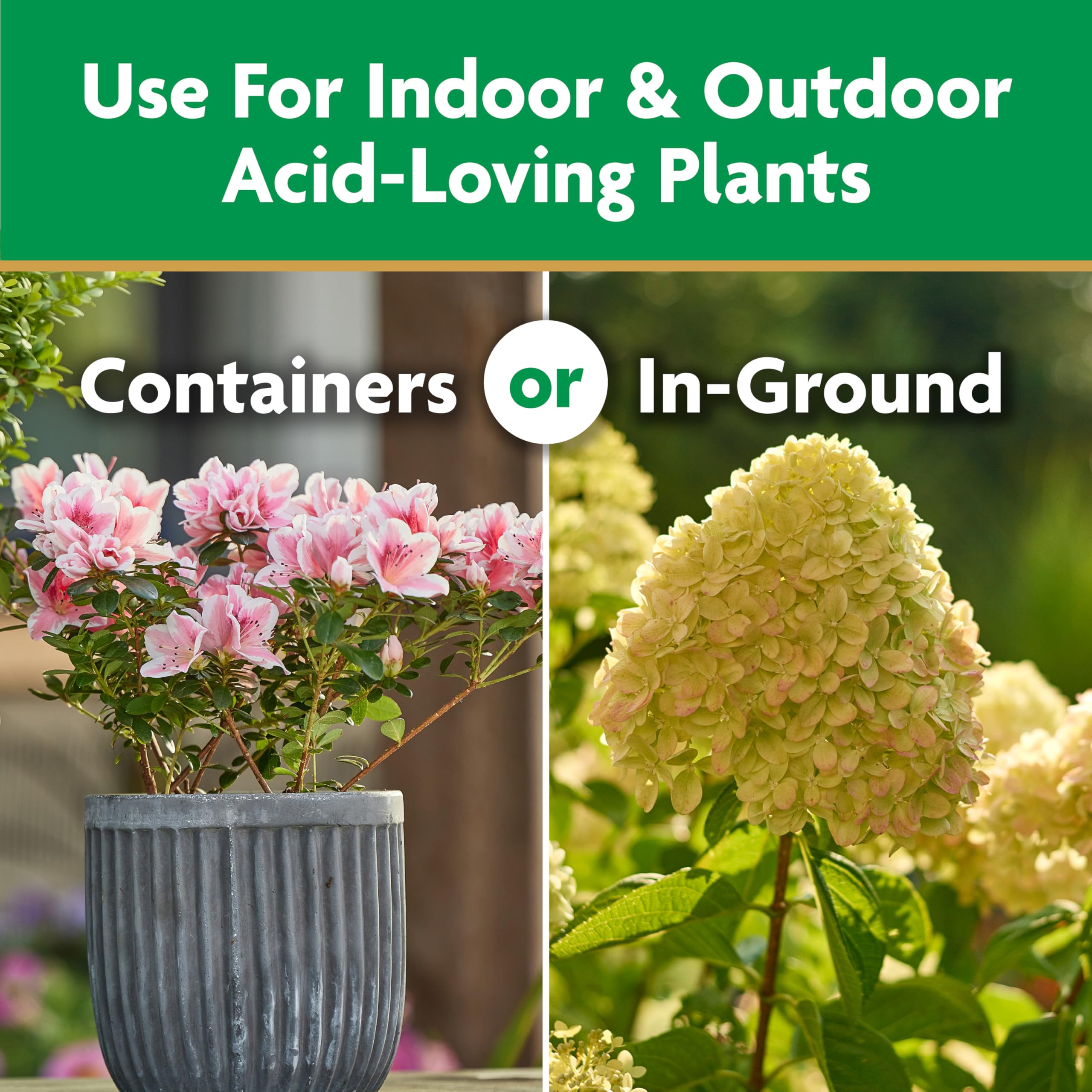 Healthy azaleas growing with Miracle-Gro Plant Food