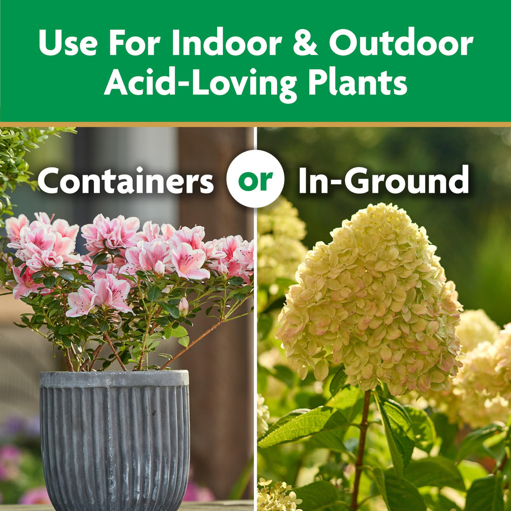 Healthy azaleas growing with Miracle-Gro Plant Food