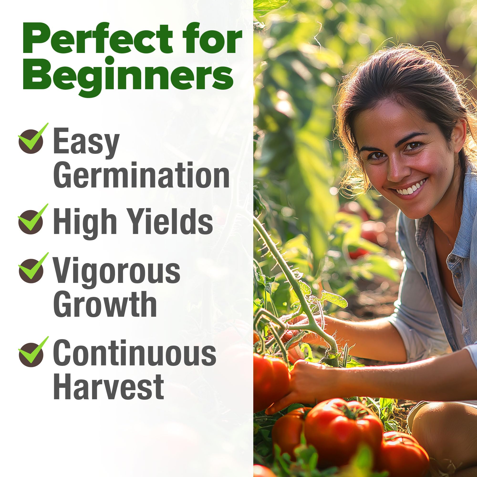 Healthy beefsteak tomato plants in garden