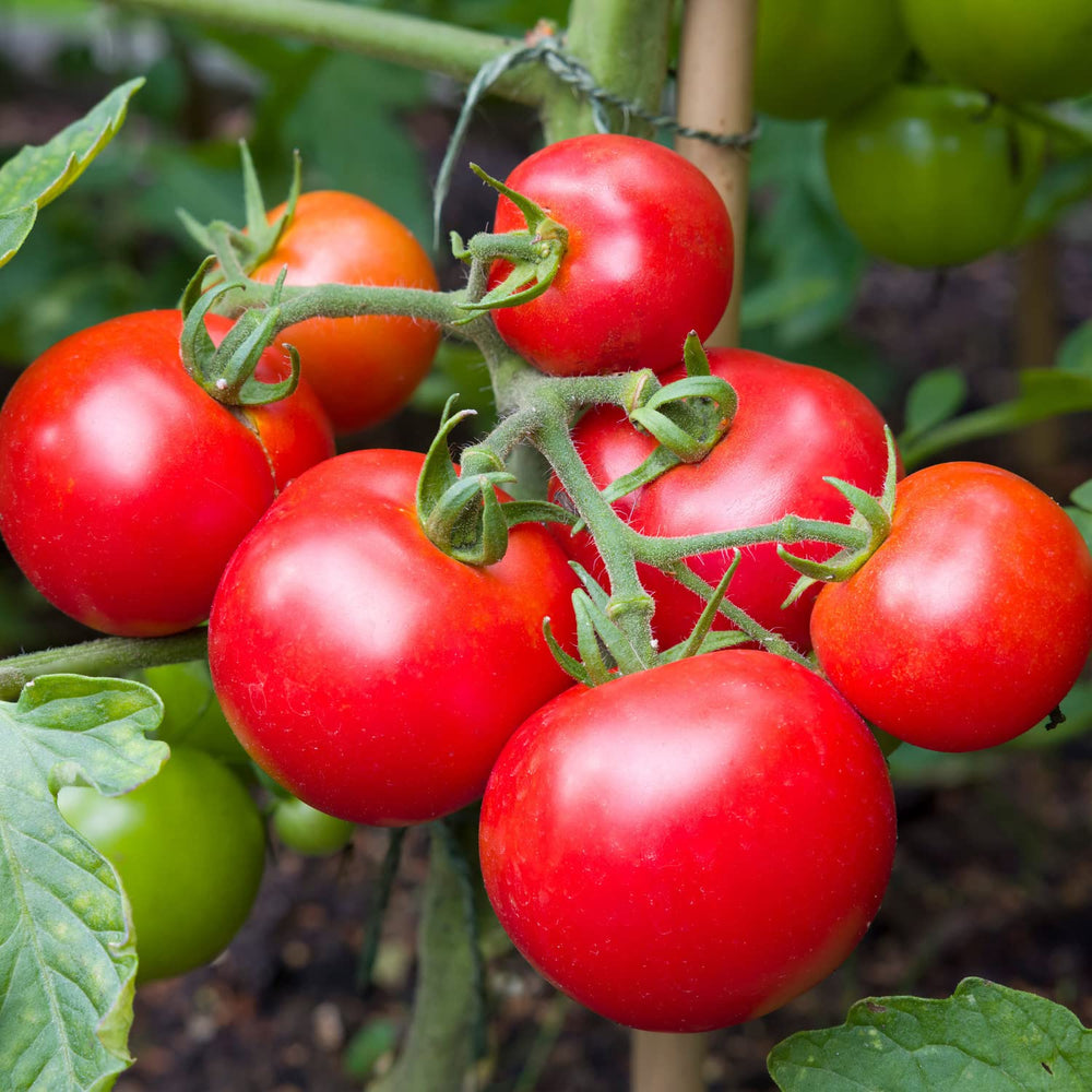 Healthy Big Beef Tomato plants in garden setting