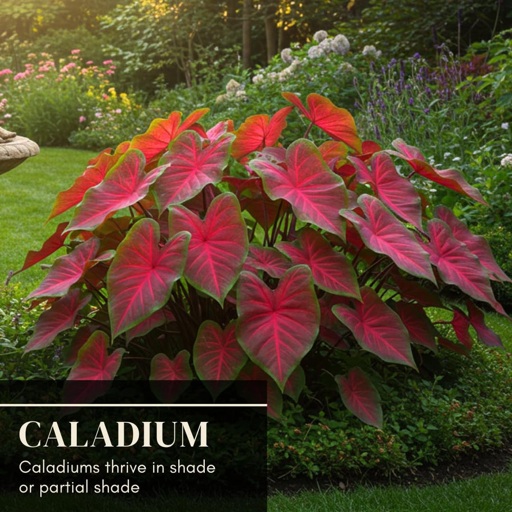 Healthy caladium plant with lush foliage