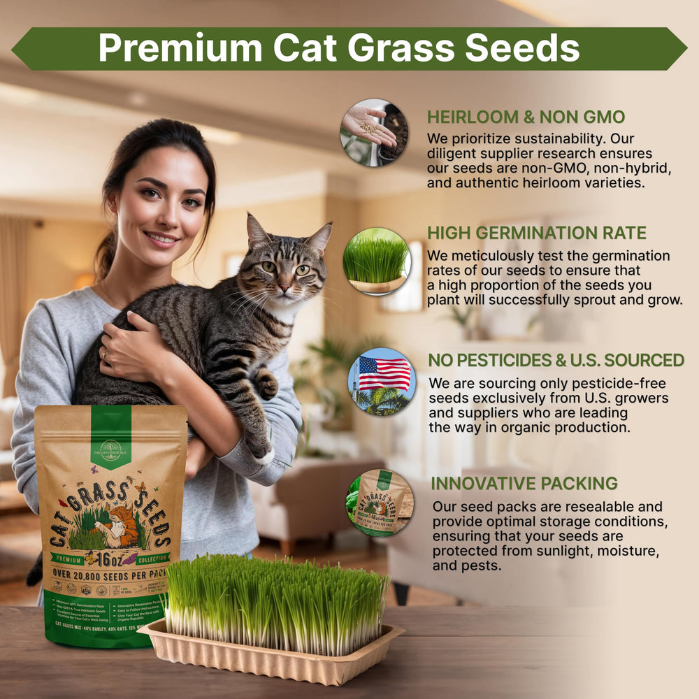 Healthy cat eating fresh grass from indoor planter
