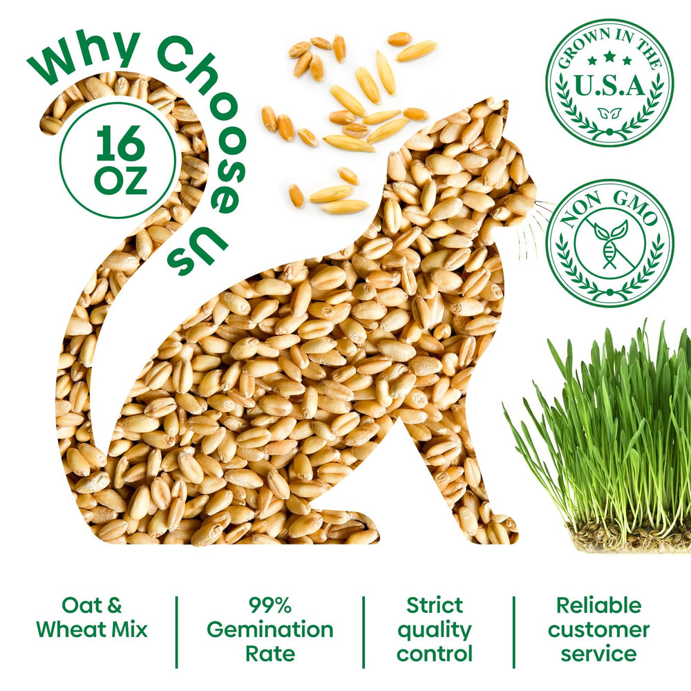 Healthy cat eating freshly grown cat grass from Groundio seeds