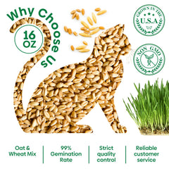 Healthy cat eating freshly grown cat grass from Groundio seeds