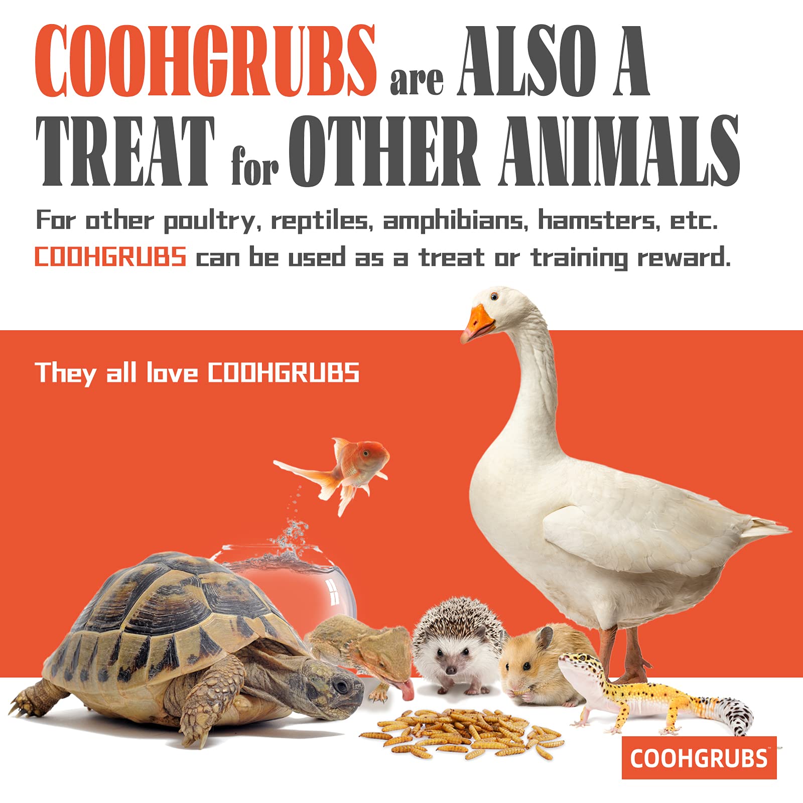 Healthy chickens eating COOHGRUBS Dried Larvae