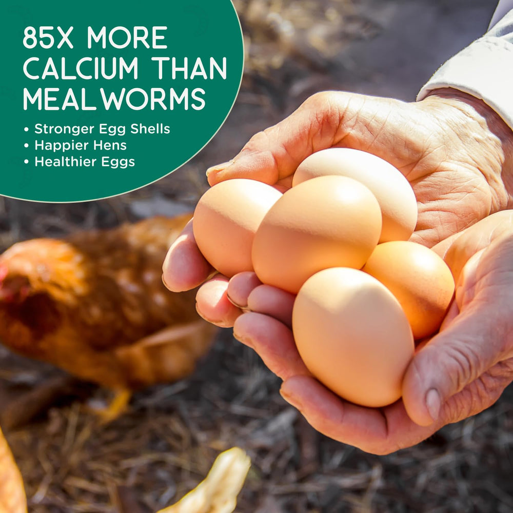 Healthy chickens feeding on FLYGRUBS Dried Black Soldier Fly Larvae