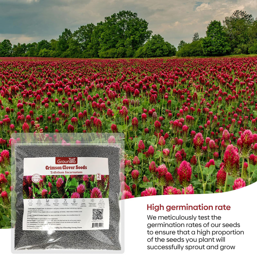 Healthy crimson clover plants growing under sunlight