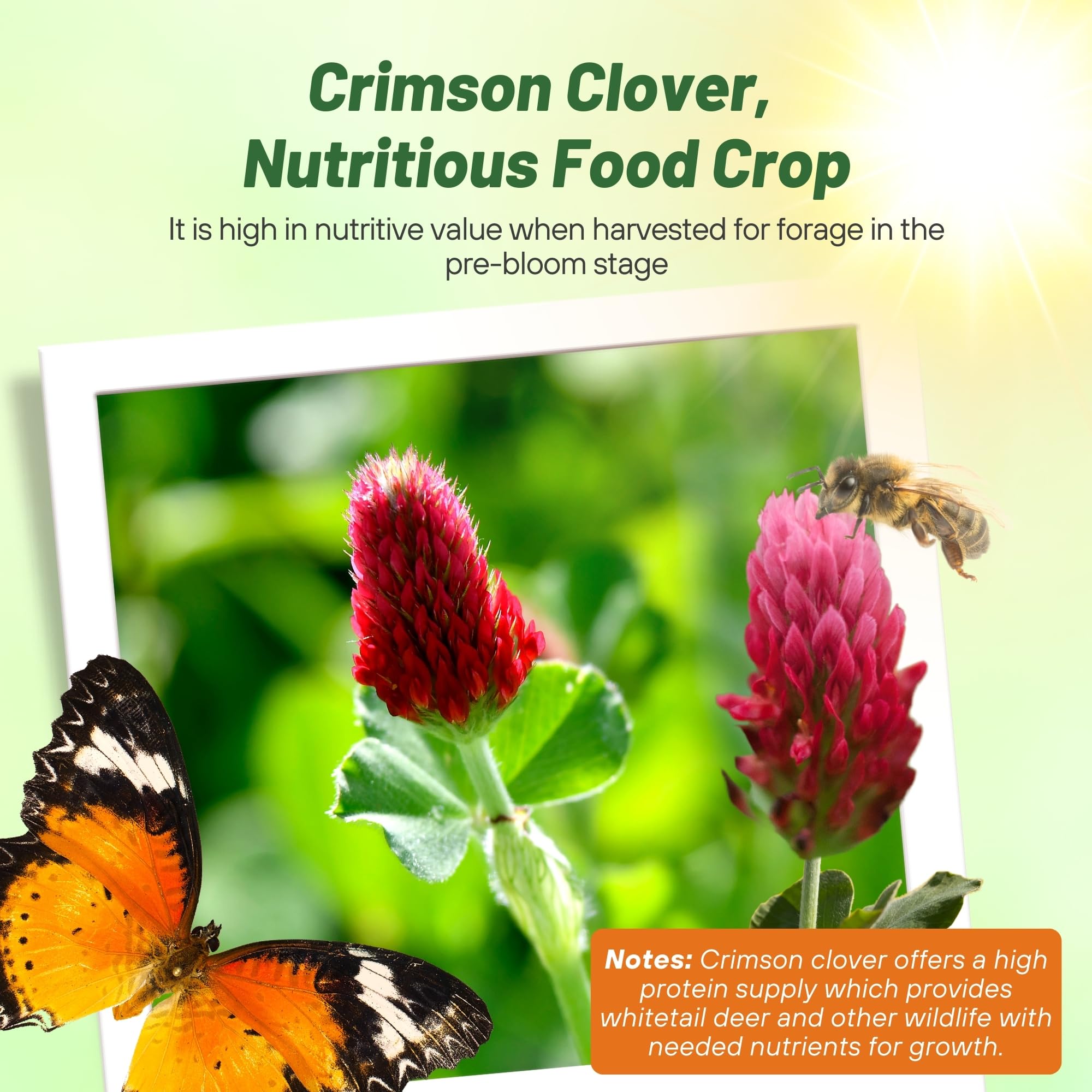 Healthy crimson clover plants in garden setting