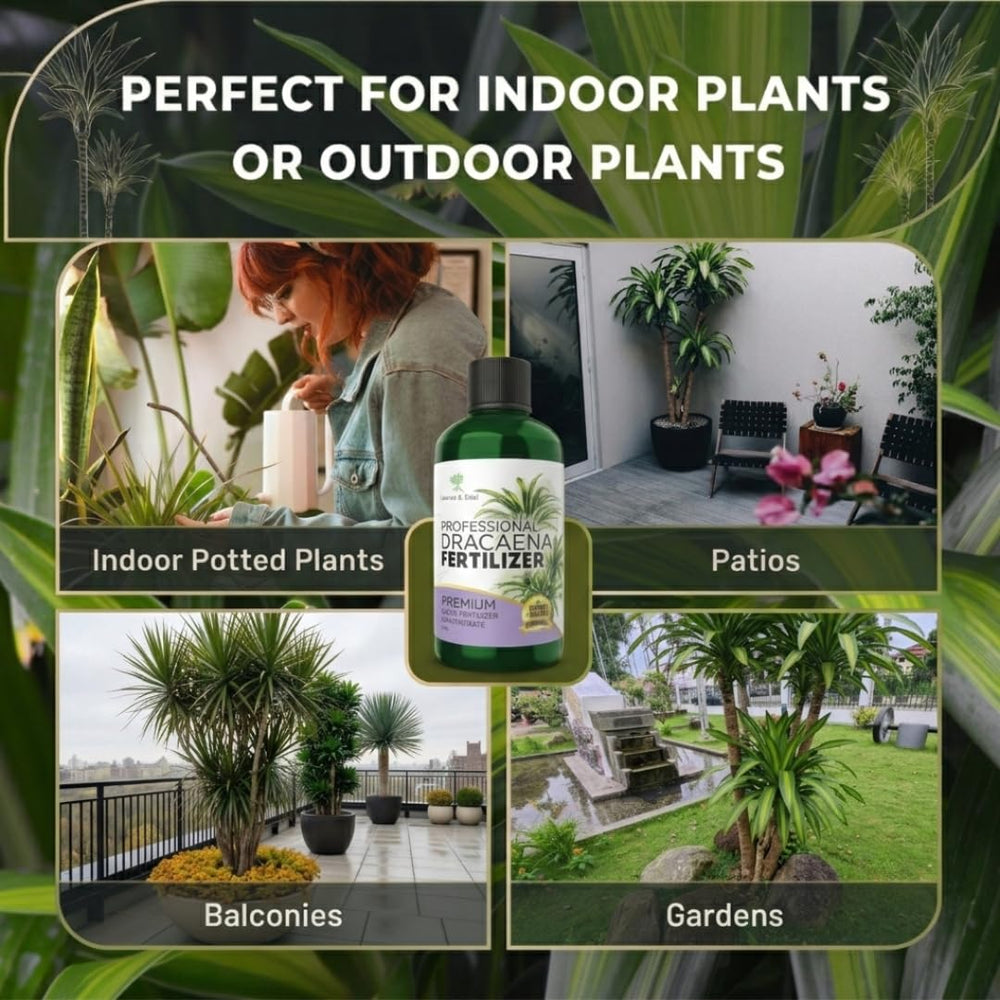 Healthy dracaena plant fed with Leaves and Soul fertilizer