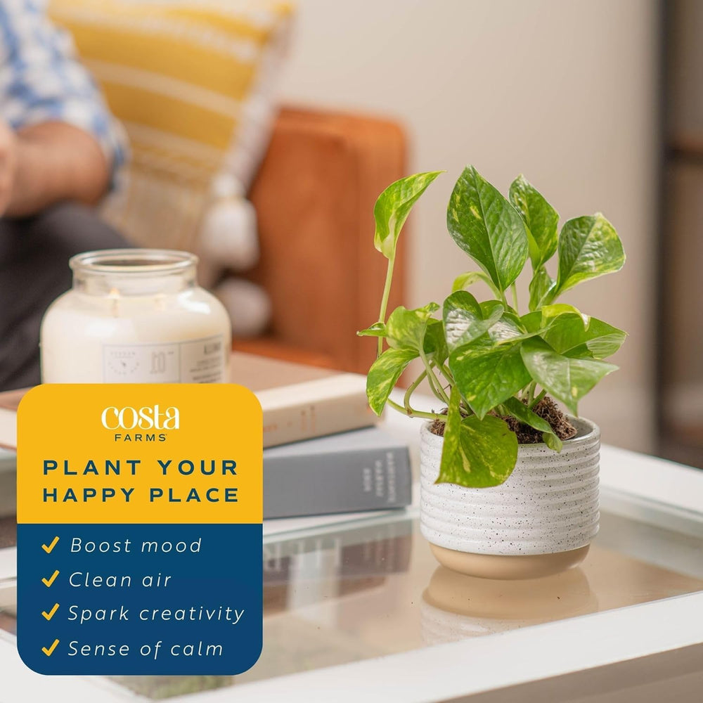 Healthy Golden Pothos plant with trailing vines