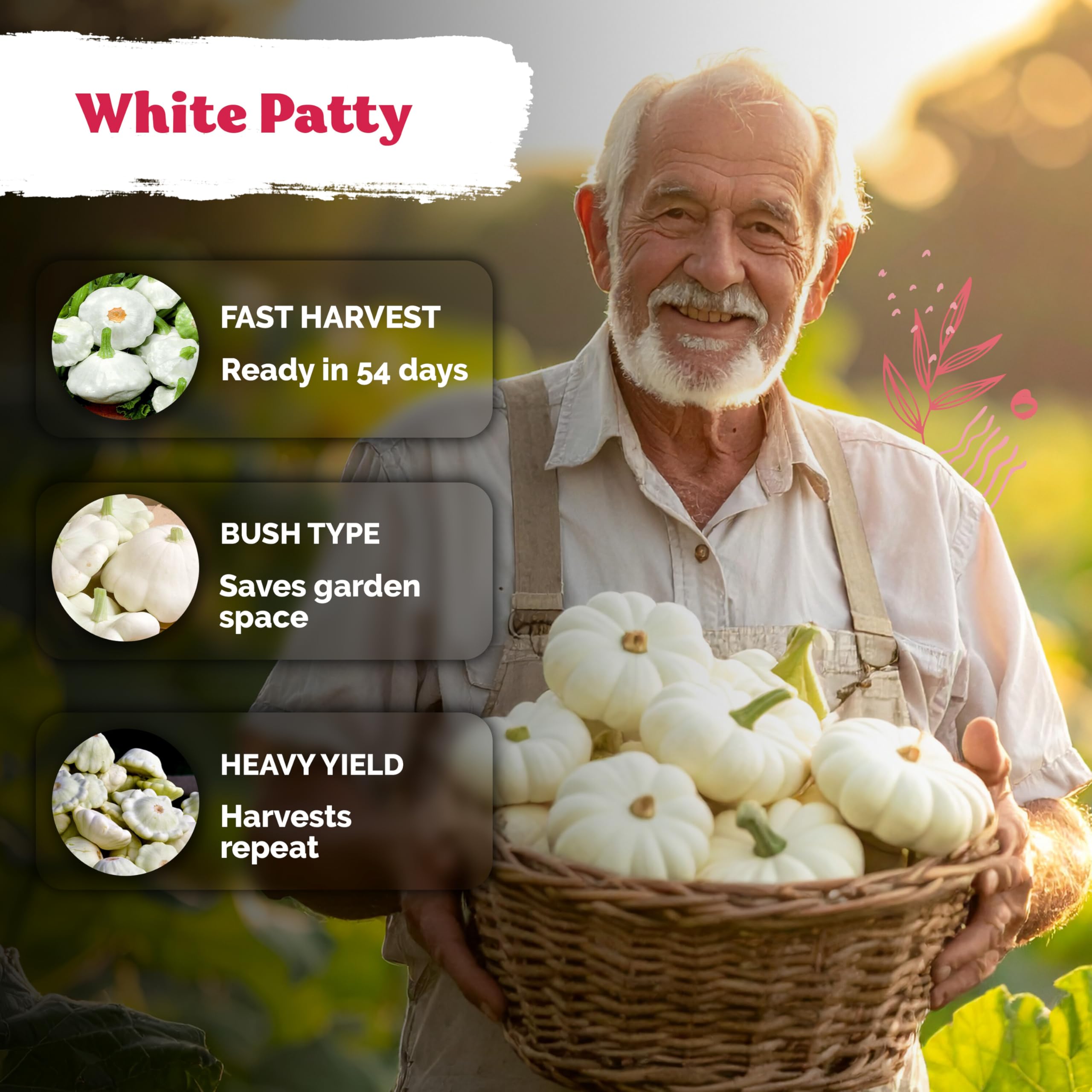 Healthy growing patty pan squash plants in garden
