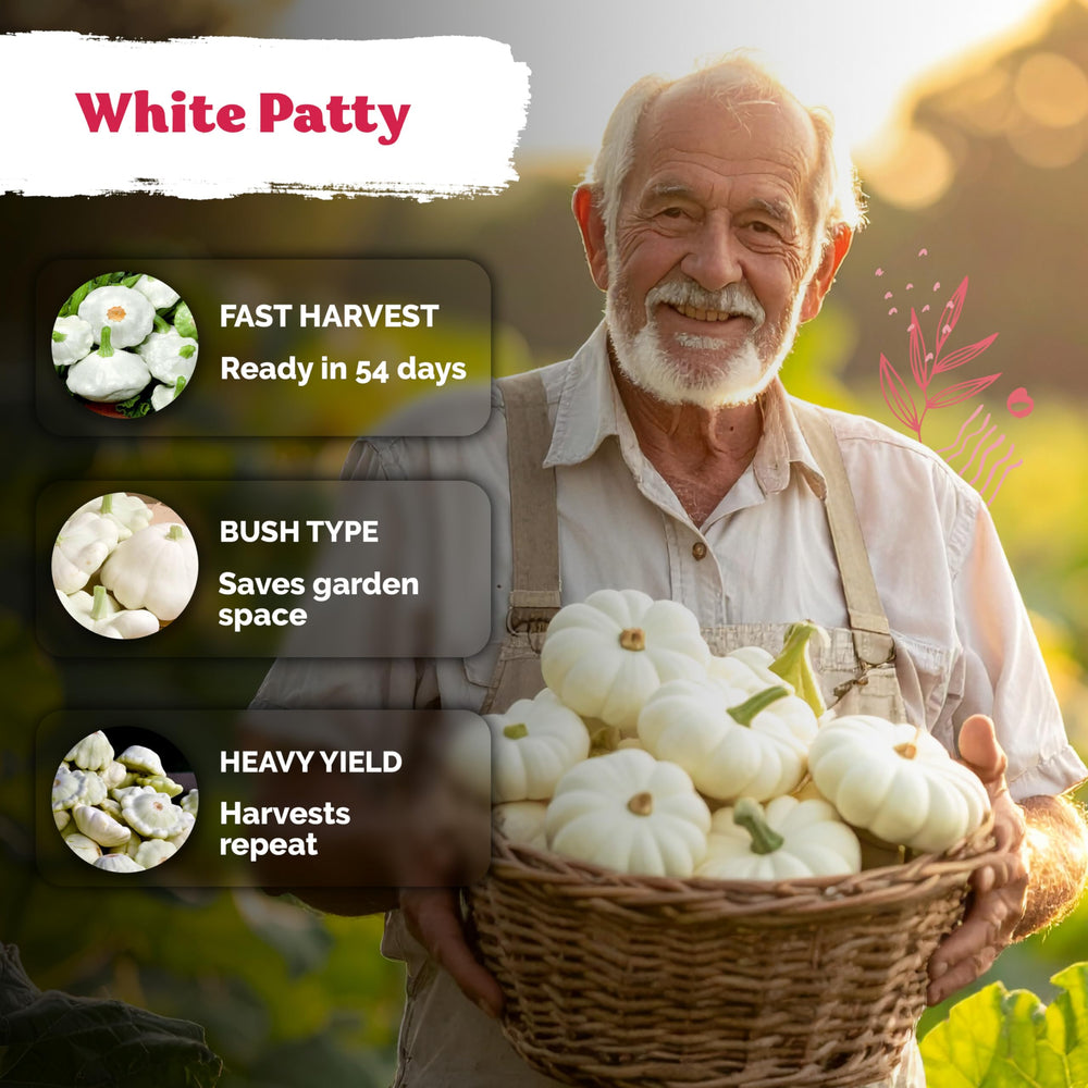 Healthy growing patty pan squash plants in garden