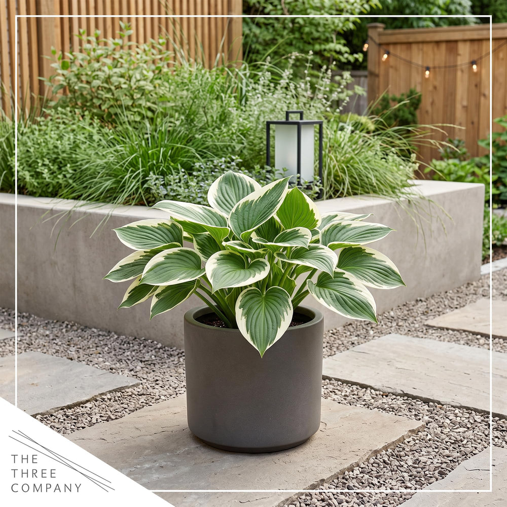 Healthy Hosta Patriot plants with lush foliage