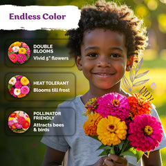 Healthy KVITER Dahlia Zinnia plants in a garden