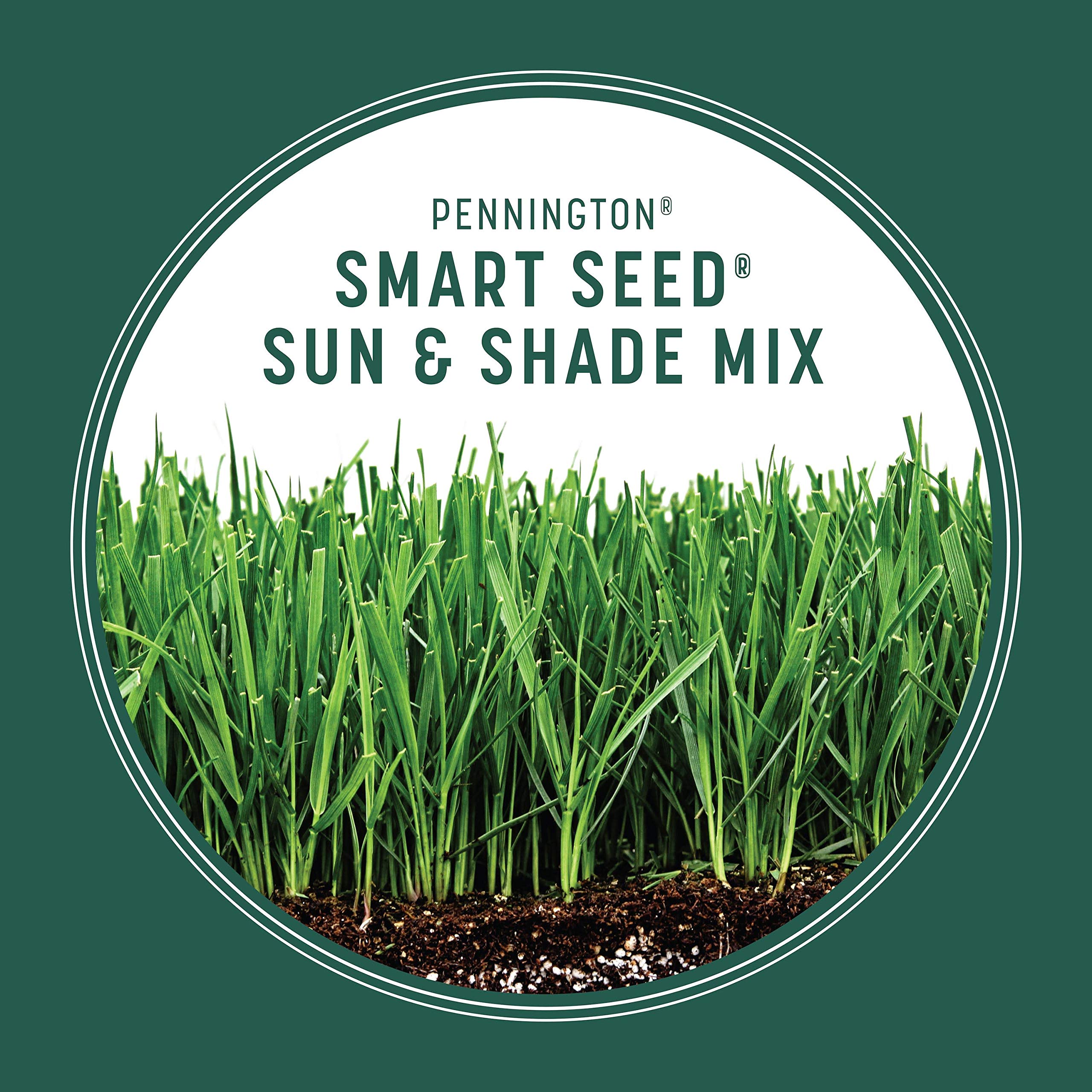 Healthy lawn grown from Pennington Smart Seed Sun & Shade Mix