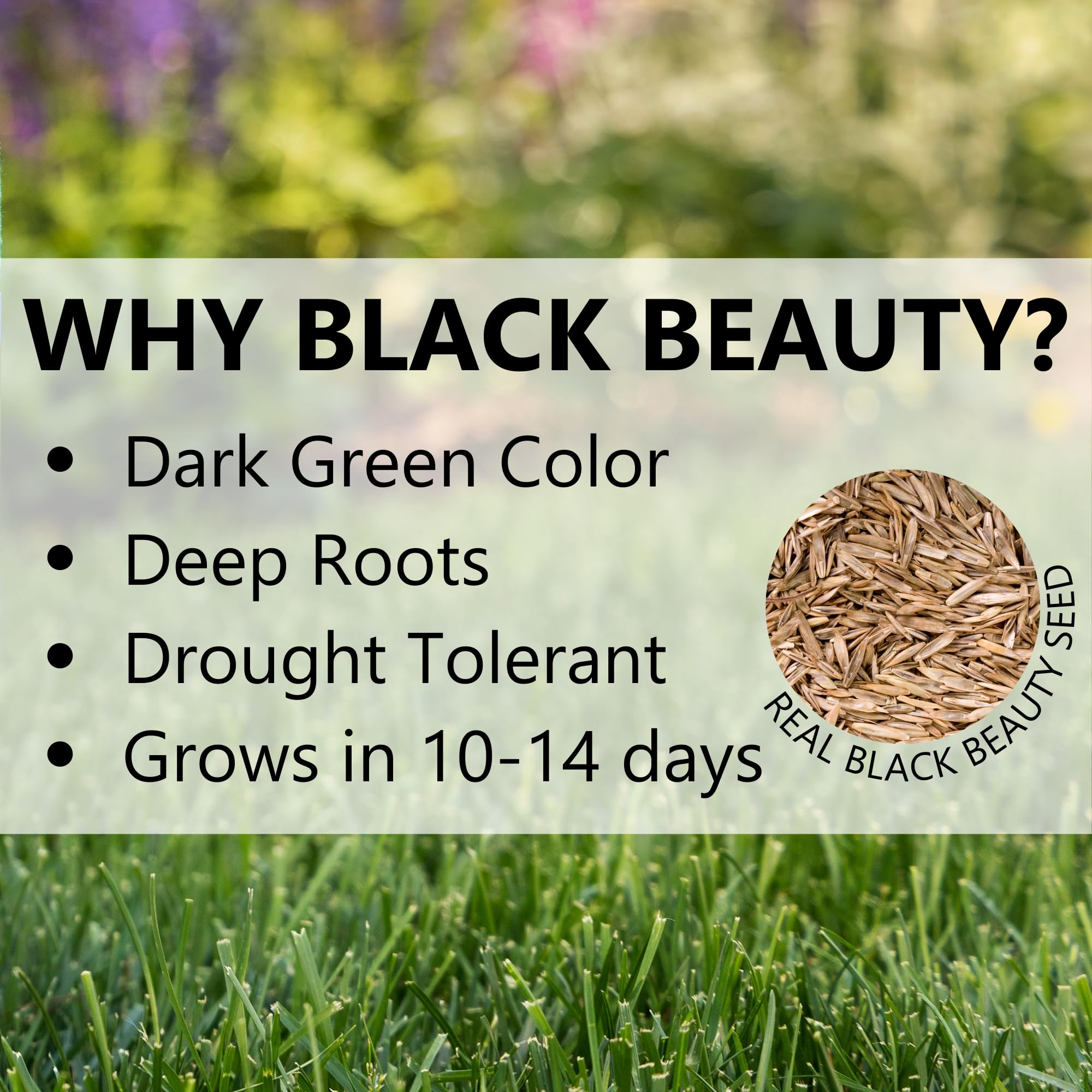 Healthy lawn grown with Jonathan Green Black Beauty Grass Seed